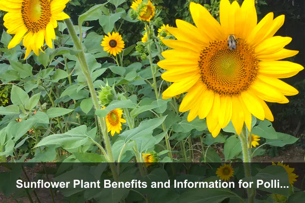 Sunflower Plant Benefits and Information for Pollinator-Friendly, Sustainable Gardens