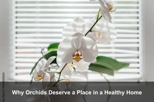 Why Orchids Deserve a Place in a Healthy Home