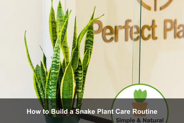 How to Build a Snake Plant Care Routine