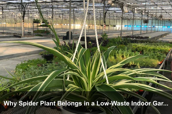 Why Spider Plant Belongs in a Low-Waste Indoor Garden