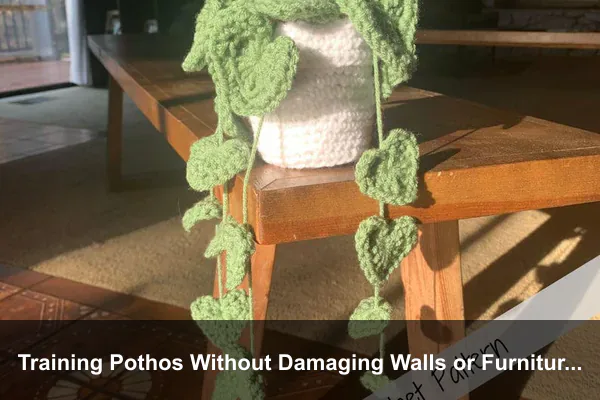 Training Pothos Without Damaging Walls or Furniture