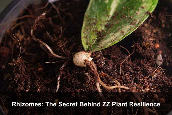 Rhizomes: The Secret Behind ZZ Plant Resilience