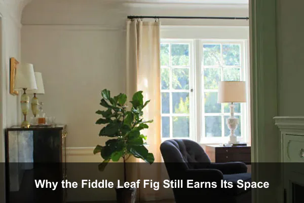 Why the Fiddle Leaf Fig Still Earns Its Space