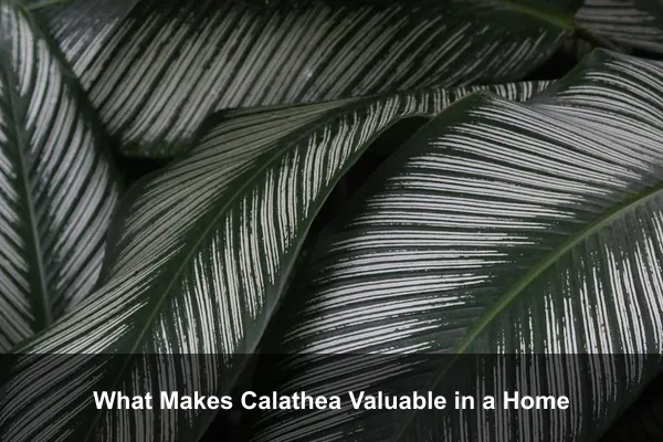 What Makes Calathea Valuable in a Home