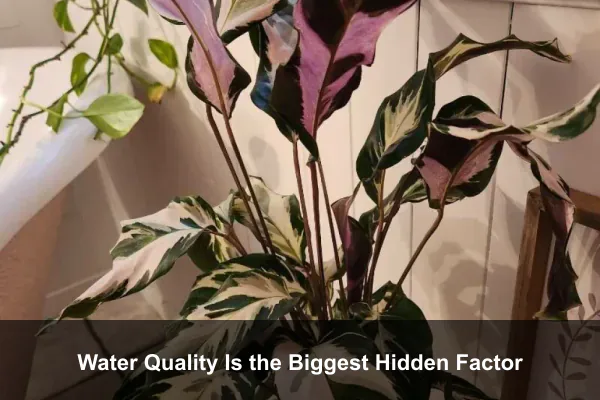Water Quality Is the Biggest Hidden Factor