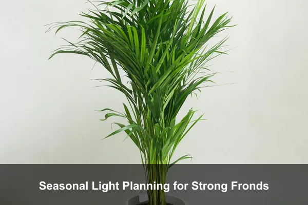 Seasonal Light Planning for Strong Fronds