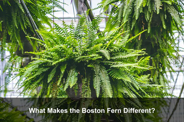 What Makes the Boston Fern Different?