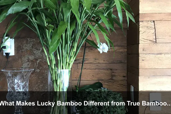 What Makes Lucky Bamboo Different from True Bamboo?