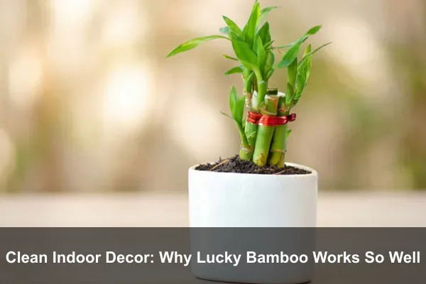 Clean Indoor Decor: Why Lucky Bamboo Works So Well