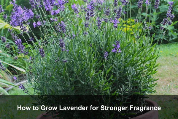 How to Grow Lavender for Stronger Fragrance