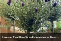 Lavender Plant Benefits and Information for Sleep, Scent, and Calm Homes Lavender Plant Benefits and Information for Sleep, Scent, and Calm Homes