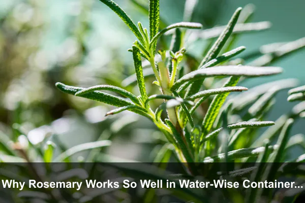 Why Rosemary Works So Well in Water-Wise Containers