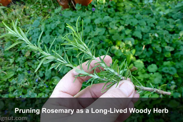 Pruning Rosemary as a Long-Lived Woody Herb