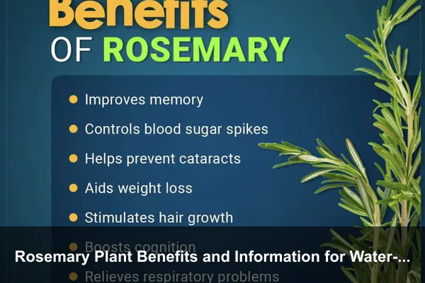 Rosemary Plant Benefits and Information for Water-Wise Container Gardens