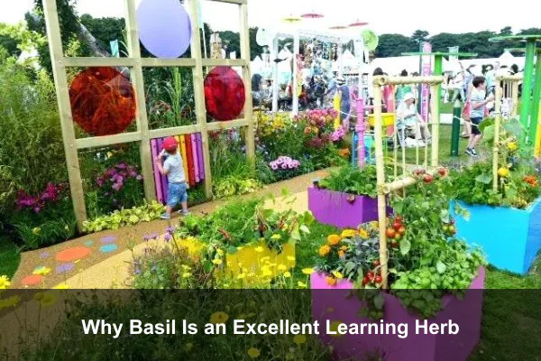 Why Basil Is an Excellent Learning Herb