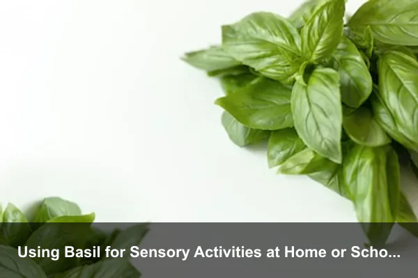 Using Basil for Sensory Activities at Home or School