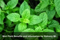 Mint Plant Benefits and Information for Balcony Microgardens