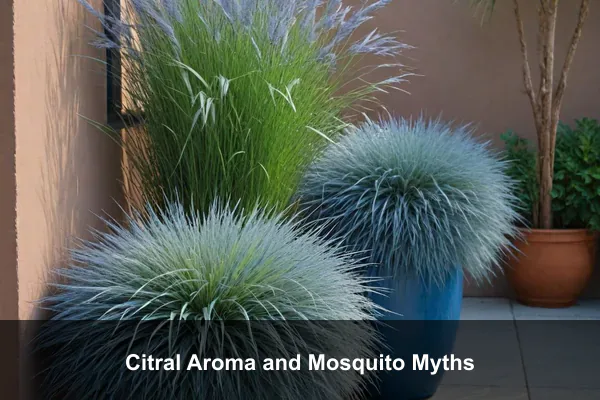 Citral Aroma and Mosquito Myths