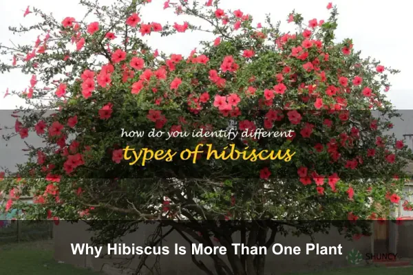 Why Hibiscus Is More Than One Plant