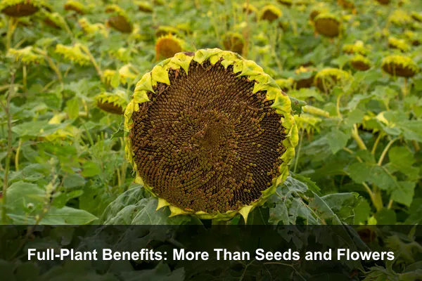 Full-Plant Benefits: More Than Seeds and Flowers