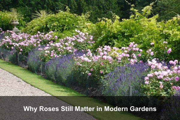 Why Roses Still Matter in Modern Gardens