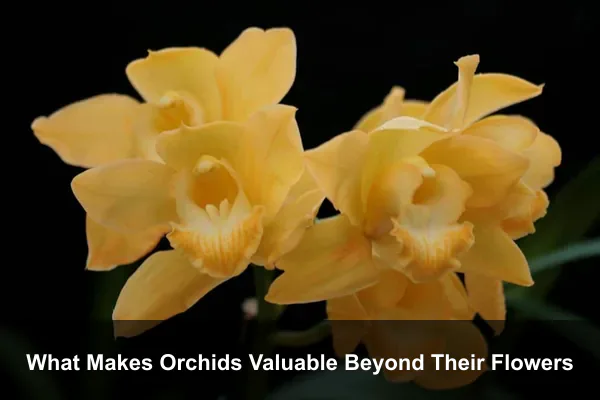 What Makes Orchids Valuable Beyond Their Flowers