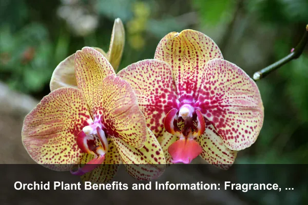 Orchid Plant Benefits and Information: Fragrance, Symbolism, and Responsible Buying Guide