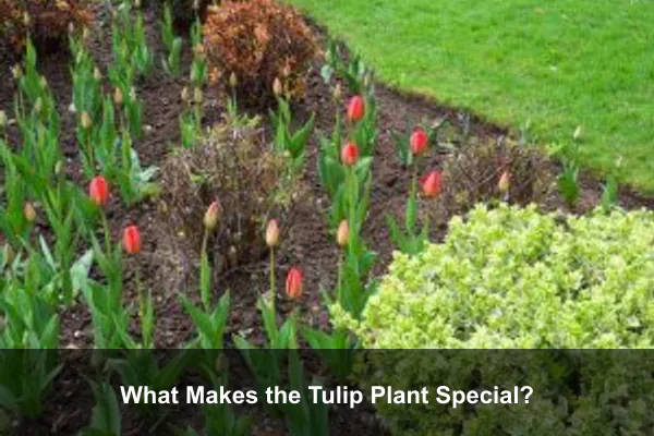 What Makes the Tulip Plant Special?