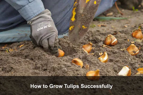 How to Grow Tulips Successfully
