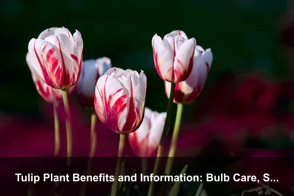 Tulip Plant Benefits and Information: Bulb Care, Spring Color, Meaning, and Garden Uses