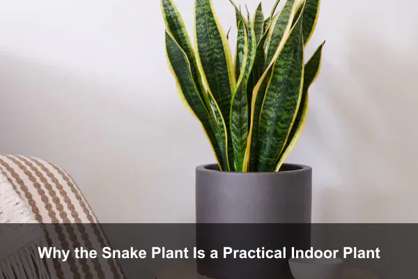 Why the Snake Plant Is a Practical Indoor Plant