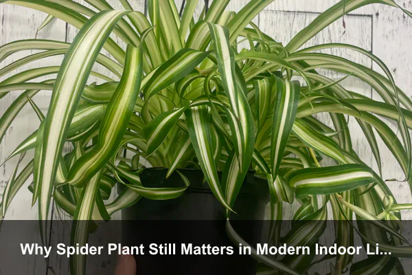 Why Spider Plant Still Matters in Modern Indoor Living