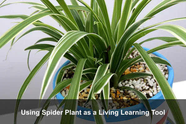 Using Spider Plant as a Living Learning Tool