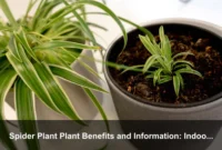 Spider Plant Plant Benefits and Information: Indoor Learning, Hanging Displays, and Family-Friendly Care