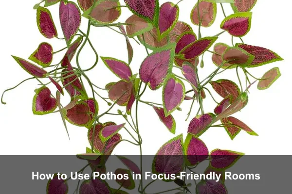 How to Use Pothos in Focus-Friendly Rooms