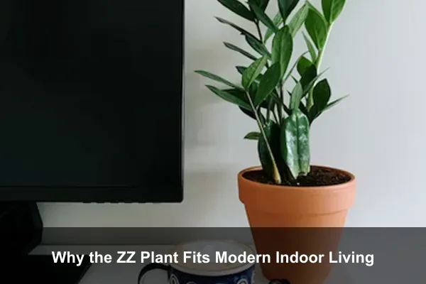 Why the ZZ Plant Fits Modern Indoor Living