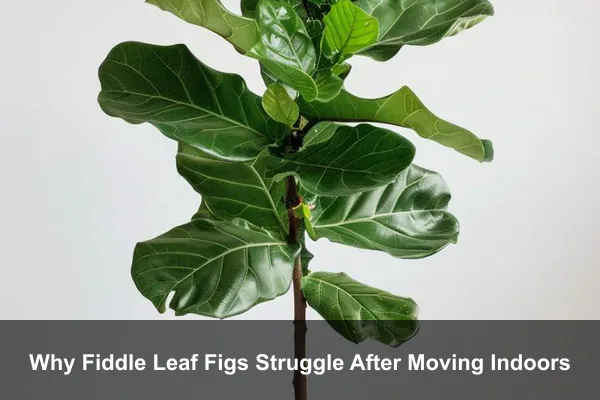 Why Fiddle Leaf Figs Struggle After Moving Indoors