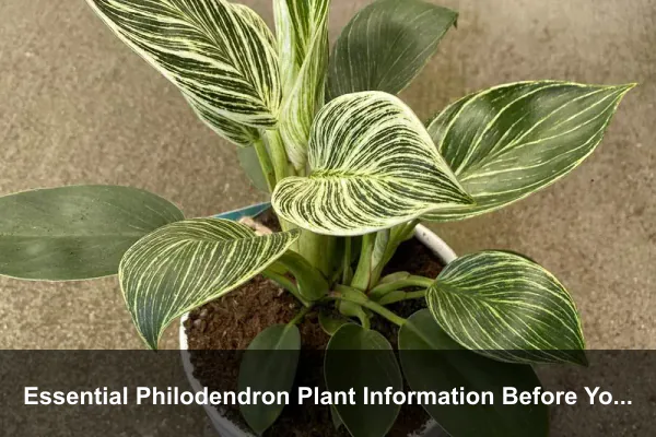 Essential Philodendron Plant Information Before You Buy