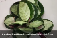 Calathea Plant Benefits and Information: Rainforest Origins, Home Uses, and Care Myths Explained
