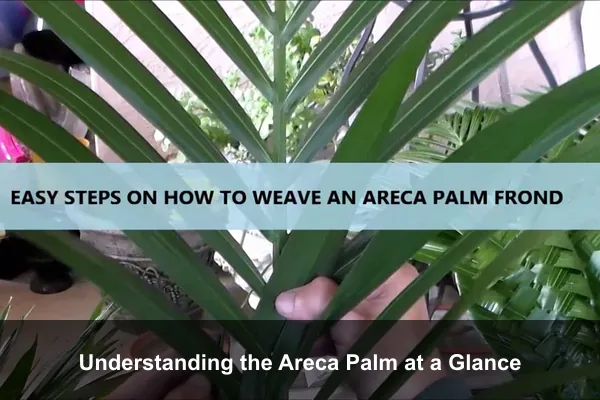 Understanding the Areca Palm at a Glance