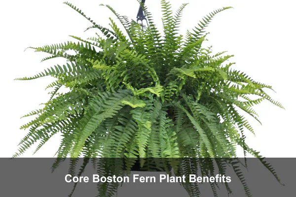 Core Boston Fern Plant Benefits