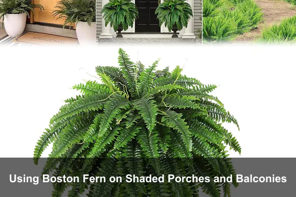 Using Boston Fern on Shaded Porches and Balconies