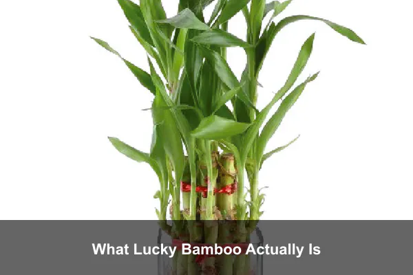 What Lucky Bamboo Actually Is