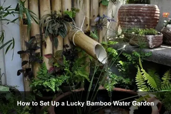 How to Set Up a Lucky Bamboo Water Garden