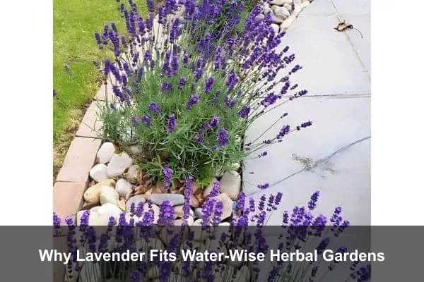Why Lavender Fits Water-Wise Herbal Gardens
