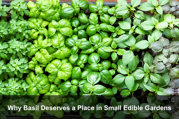 Why Basil Deserves a Place in Small Edible Gardens