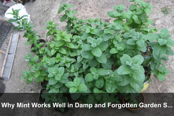 Why Mint Works Well in Damp and Forgotten Garden Spaces