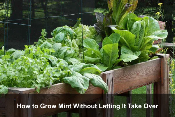 How to Grow Mint Without Letting It Take Over