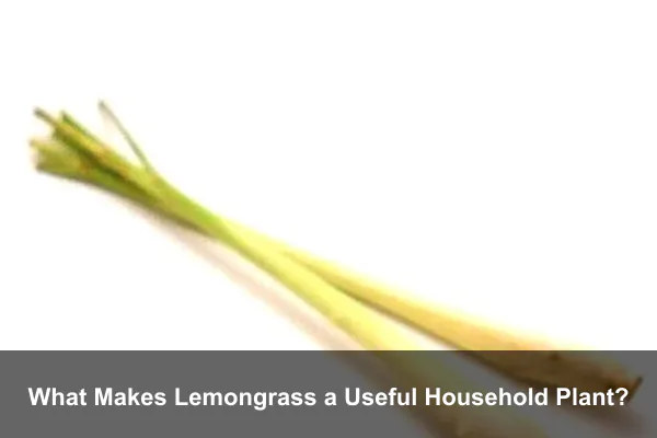 What Makes Lemongrass a Useful Household Plant?