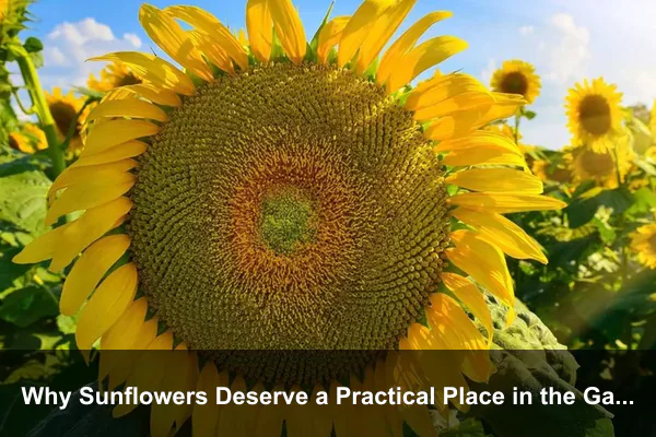 Why Sunflowers Deserve a Practical Place in the Garden